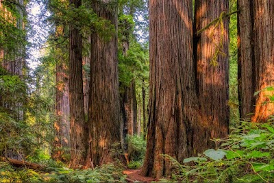 Hendy Woods State Park - Philo, California campground